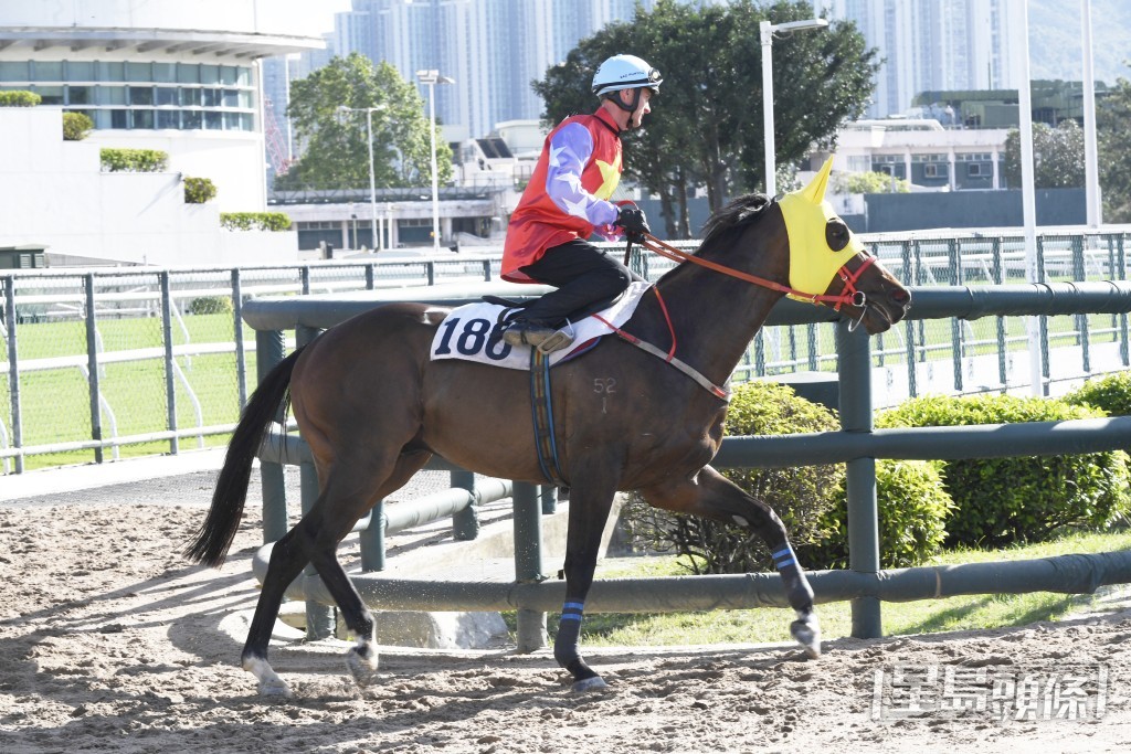 「金金小子」雙耳烔烔目光銳利，勇況有增無減。