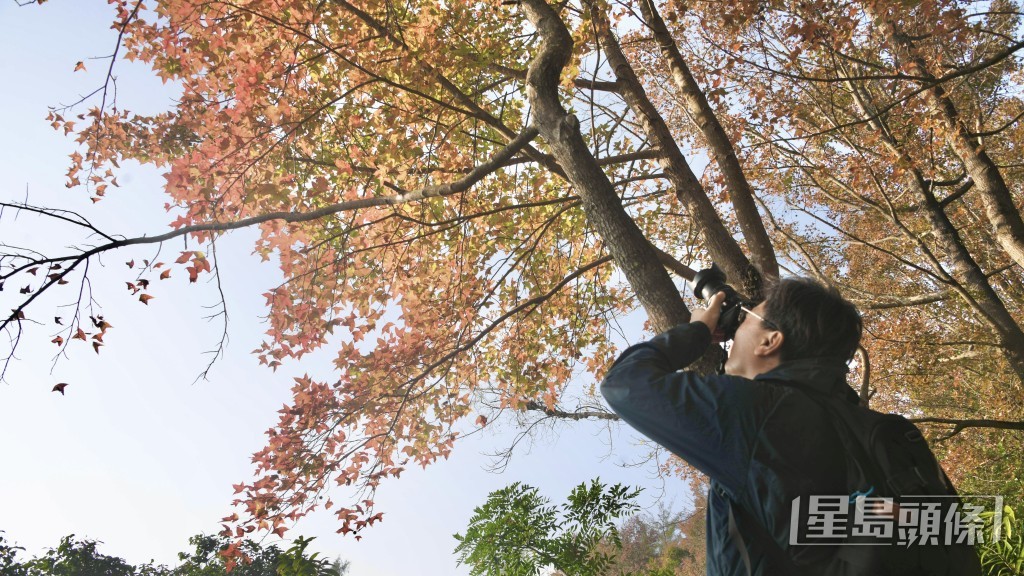 大棠紅葉，市民周末到訪大欖賞楓。陳浩元攝