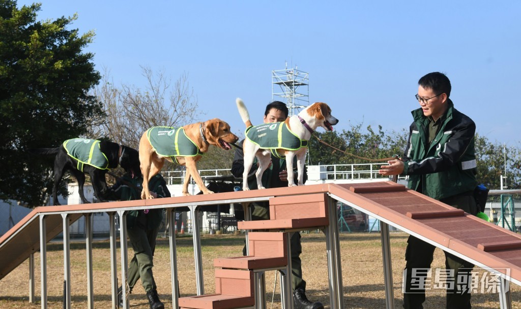 偵緝犬進行日常訓練示範 偵緝犬進行日常訓練示範