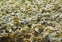 白泥一帶發現被列為「易危」的海草「貝克喜鹽草」。