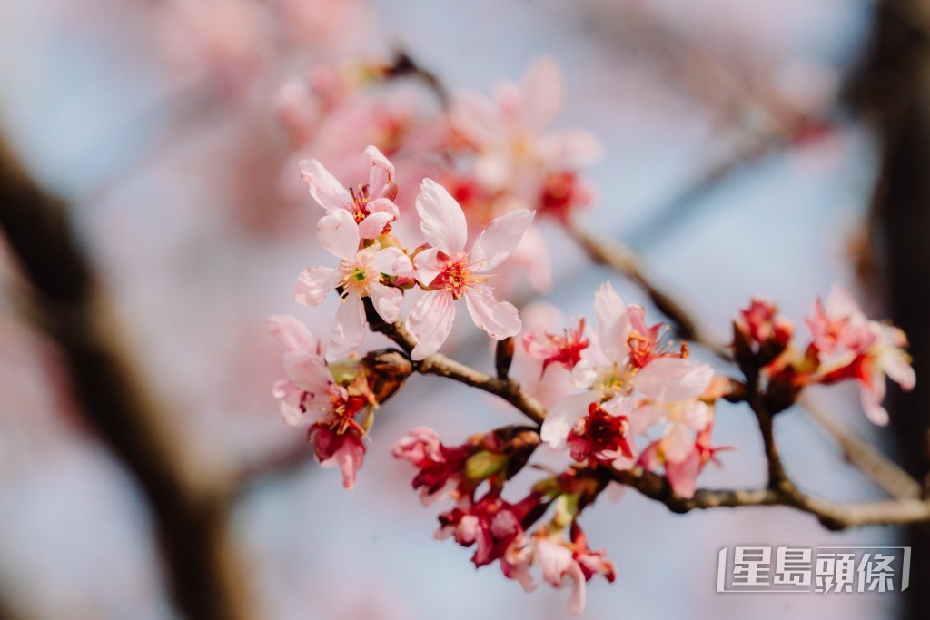 櫻花逐漸開花。汪旭峰攝 櫻花逐漸開花。汪旭峰攝