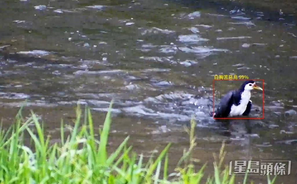 環保署於濕地公園的AI鳥類監測及識別系統,識別到留鳥「白胸苦惡鳥」。 環保署提供 環保署於濕地公園的AI鳥類監測及識別系統,識別到留鳥「白胸苦惡鳥」。 環保署提供