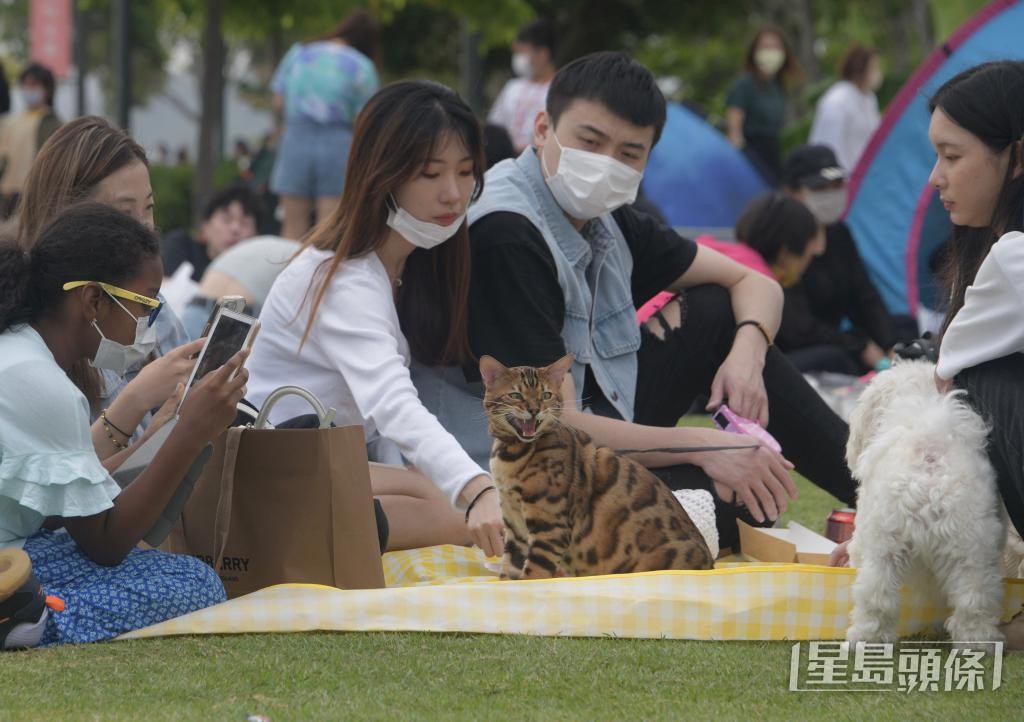 假日的西九文化區,不少市民帶同愛貓到草地遊玩。 假日的西九文化區,不少市民帶同愛貓到草地遊玩。
