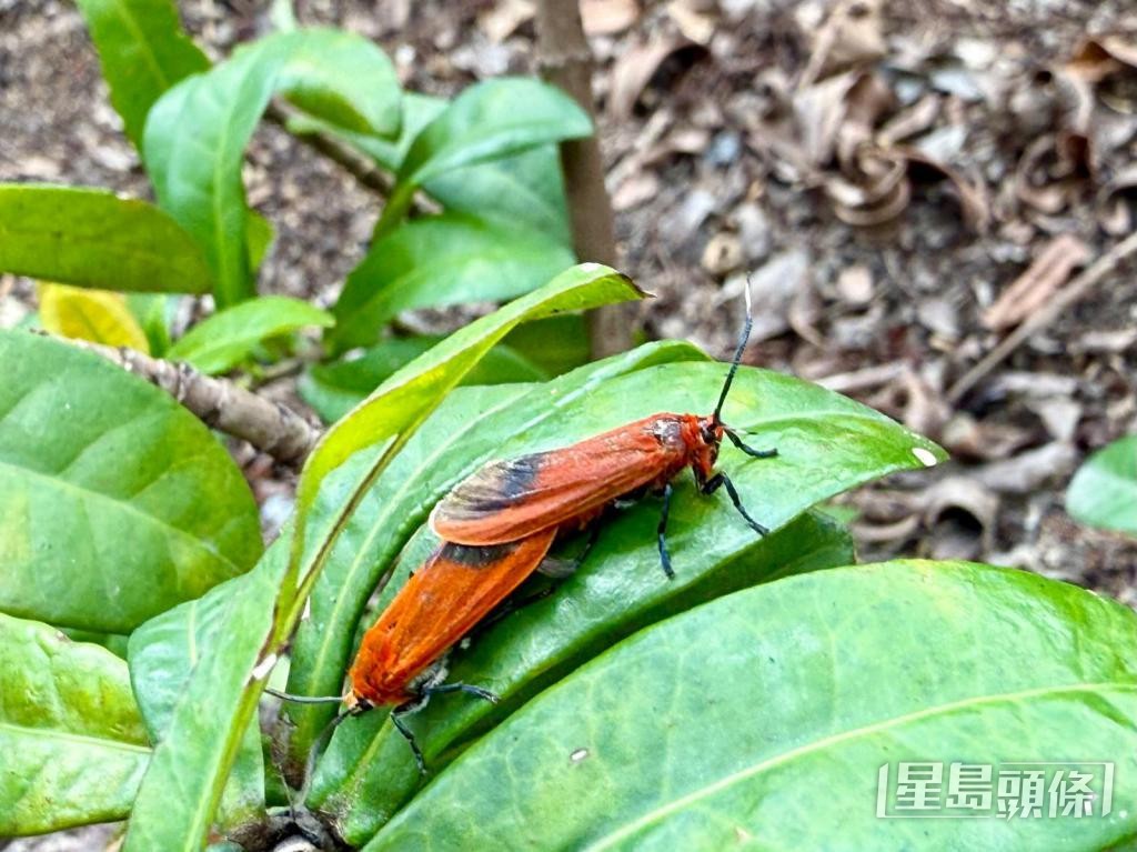 朱紅毛斑蛾近年於港九多處出現,主要危害細葉榕及垂葉榕等。 受訪者提供 朱紅毛斑蛾近年於港九多處出現,主要危害細葉榕及垂葉榕等。 受訪者提供