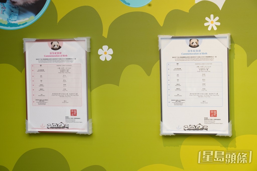 加加和得得的出生紀錄狀會在大熊貓之旅展出。葉偉豪攝 加加和得得的出生紀錄狀會在大熊貓之旅展出。葉偉豪攝