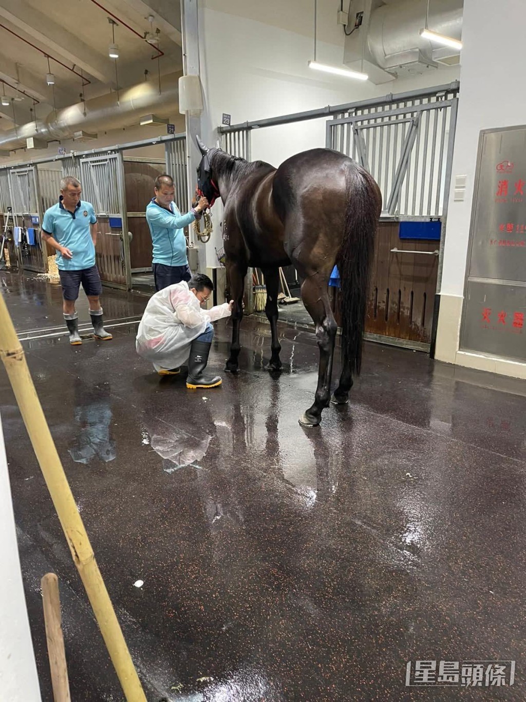 罗富全细心检视每匹马。