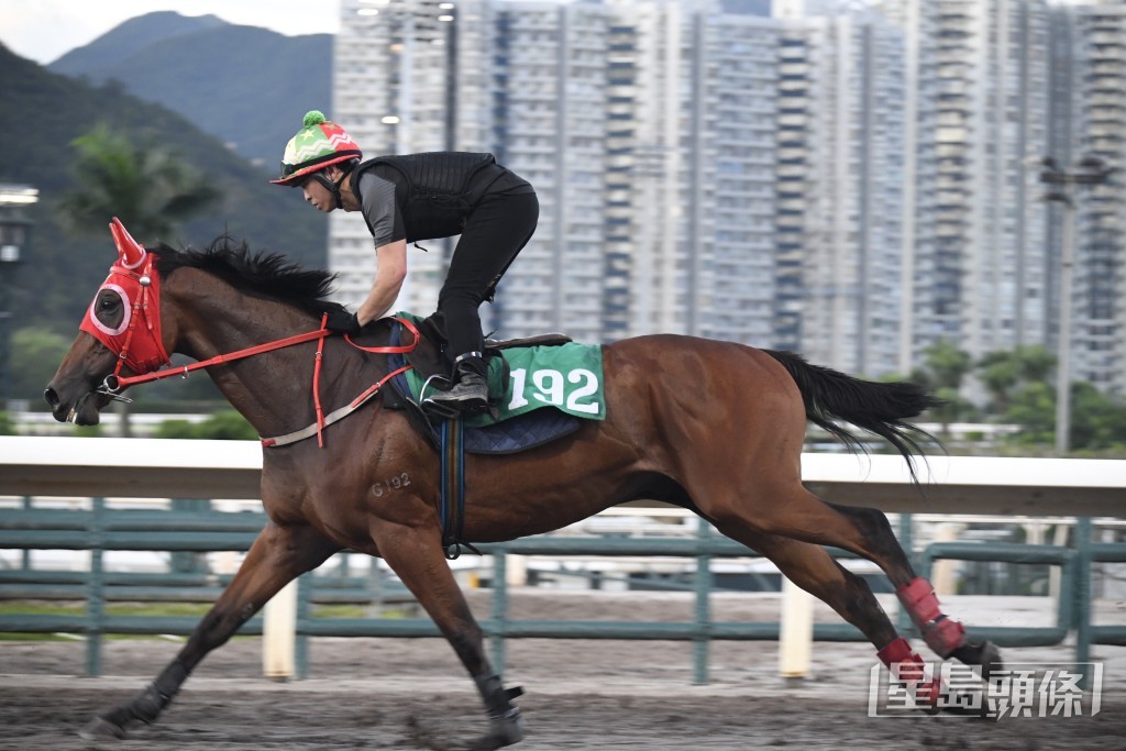 「大才」毛色油潤呈現光澤，狀態長期見好未曾低落。