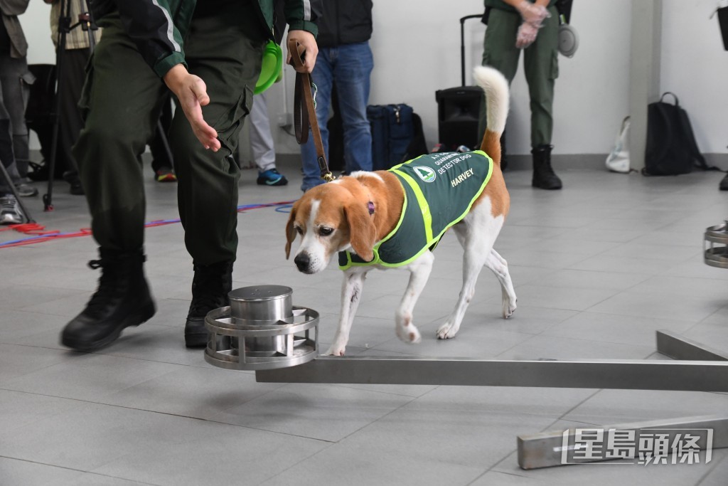 於「轉盤訓練」中,偵緝犬Harvey須從四個鐵罐中準確嗅出藏有花旗參的目標。 於「轉盤訓練」中,偵緝犬Harvey須從四個鐵罐中準確嗅出藏有花旗參的目標。