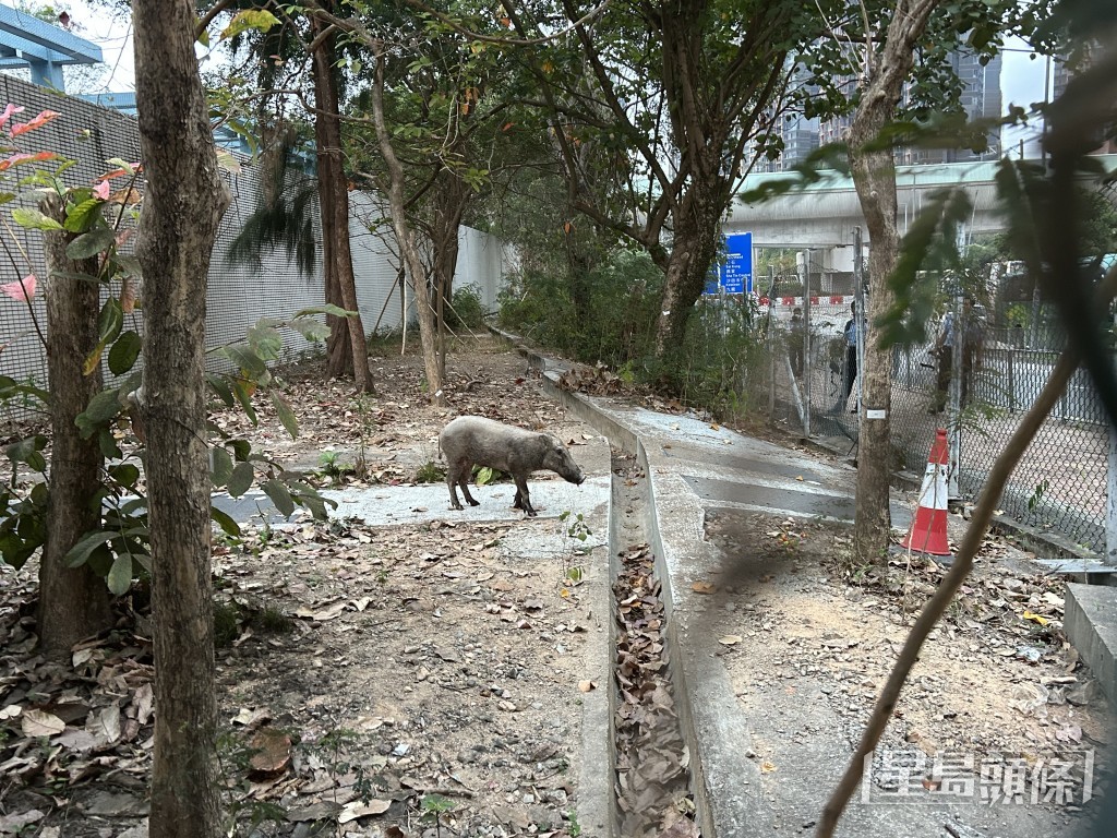 野豬較早時在烏溪沙一帶橫衝直撞。