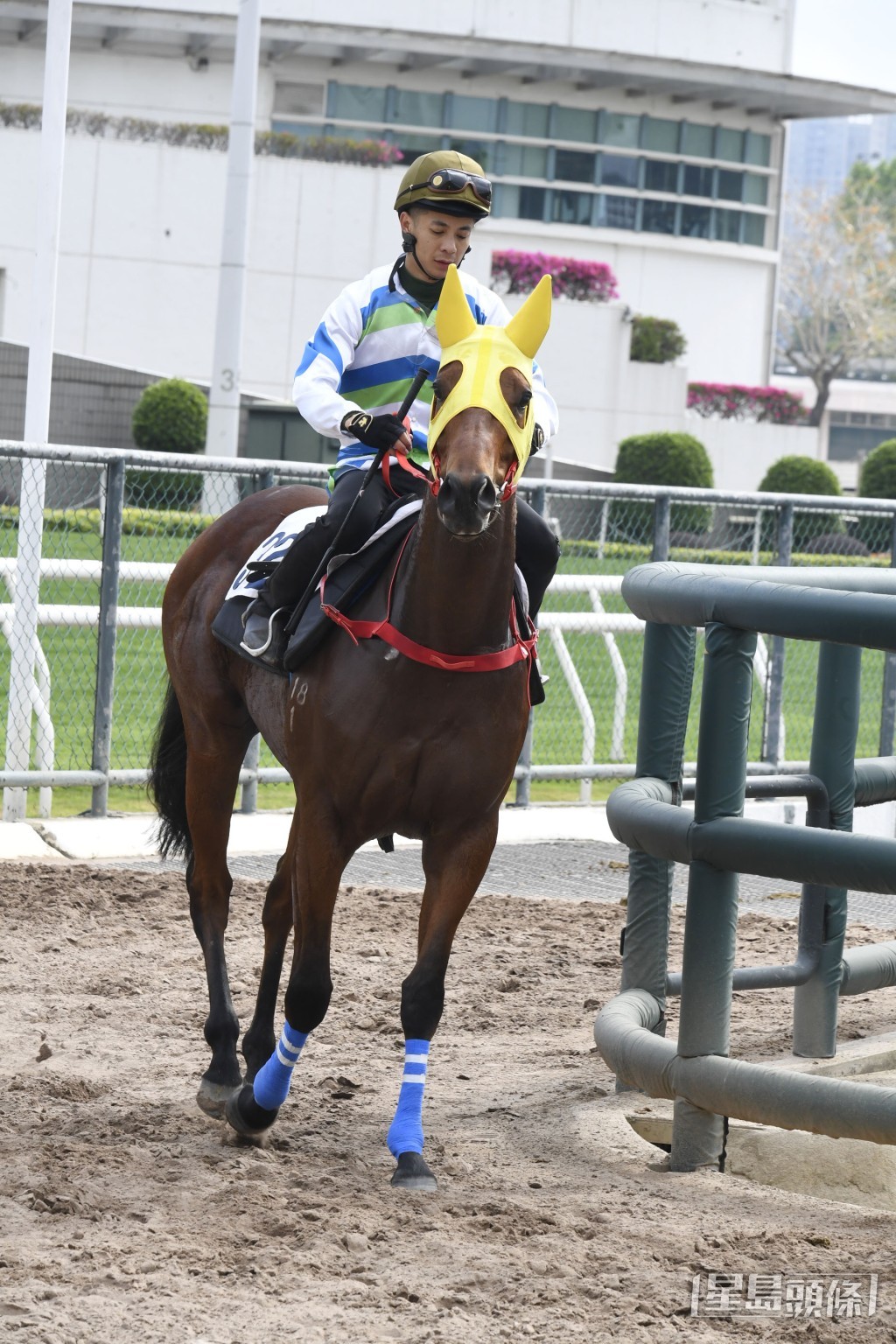程俊華另一愛駒「遨遊波士」明日初出，跑第三場四班千二米。