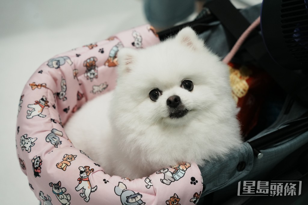 啟德是放狗勝地,不少狗主帶同愛犬到附近公園散步。大部分的狗主均有用狗繩拖實愛犬或將狗狗放入寵物車內。 啟德是放狗勝地,不少狗主帶同愛犬到附近公園散步。大部分的狗主均有用狗繩拖實愛犬或將狗狗放入寵物車內。