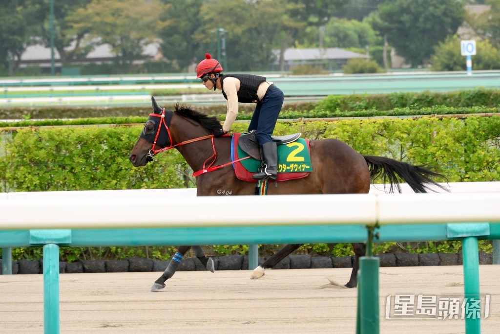 「維港智能」在泥地慢踱一圈,輕舒步頭。 Bit Lau攝 「維港智能」在泥地慢踱一圈,輕舒步頭。 Bit Lau攝