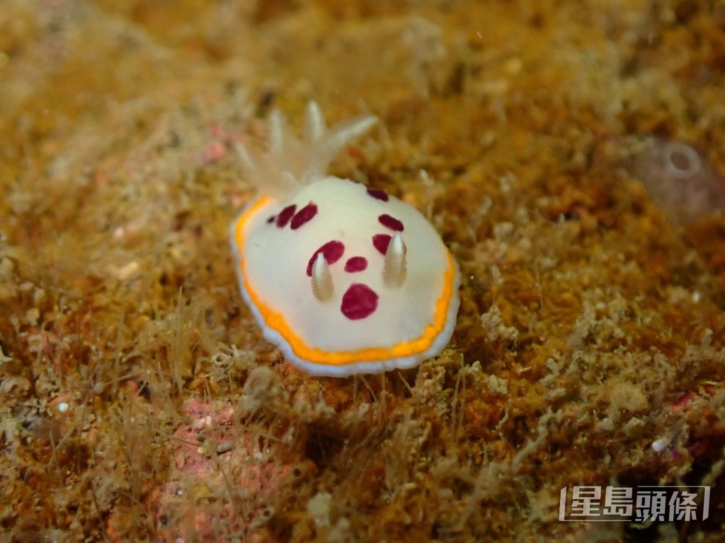部分海蛞蝓有炫亮的顏色。圖為小丘角鰓海牛（Goniobranchus tumuliferus）。 受訪者提供