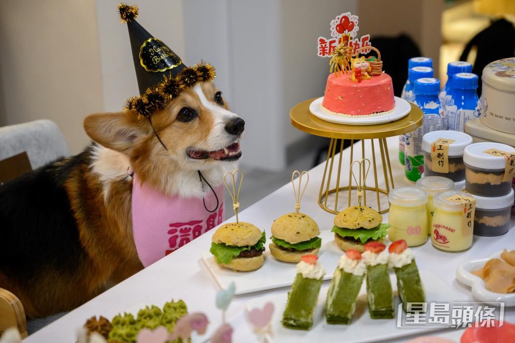 有內地主人預約餐廳為愛犬慶祝生日,犬隻亦可享用寵物美食。 有內地主人預約餐廳為愛犬慶祝生日,犬隻亦可享用寵物美食。