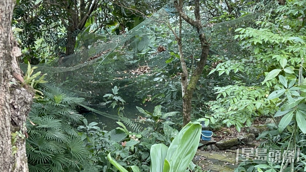 事主遇溺的魚池。 事主遇溺的魚池。