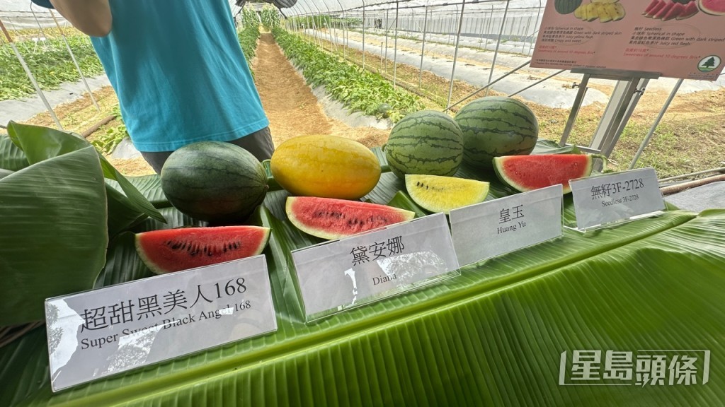 署方推介4个特色有机西瓜品种，包括“皇玉”、“无籽3F-2728”、“超甜黑美人168”和“戴安娜”。谢晓雅摄