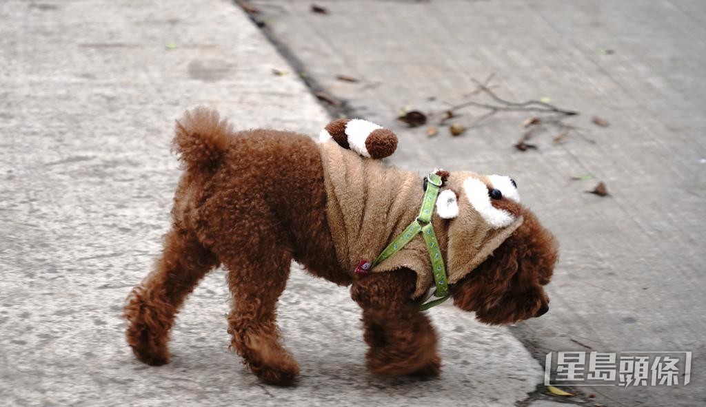 有獸醫提醒，若寵物進食受污染的凍乾，可能會出現腹瀉、食慾不振及脫水等症狀。