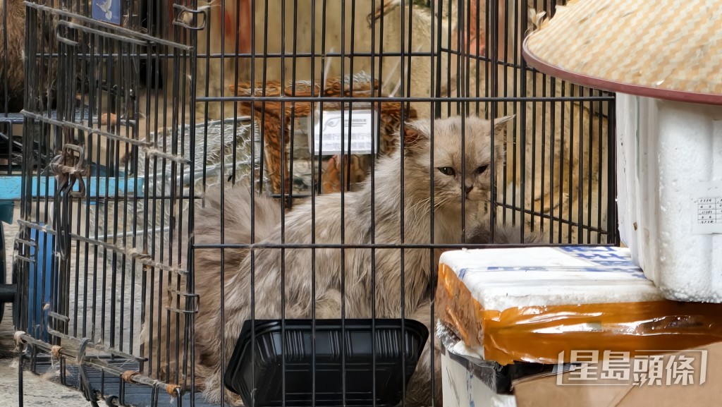鐵籠內長毛貓精神萎靡,毛髮骯髒打結。黃文威攝 鐵籠內長毛貓精神萎靡,毛髮骯髒打結。黃文威攝
