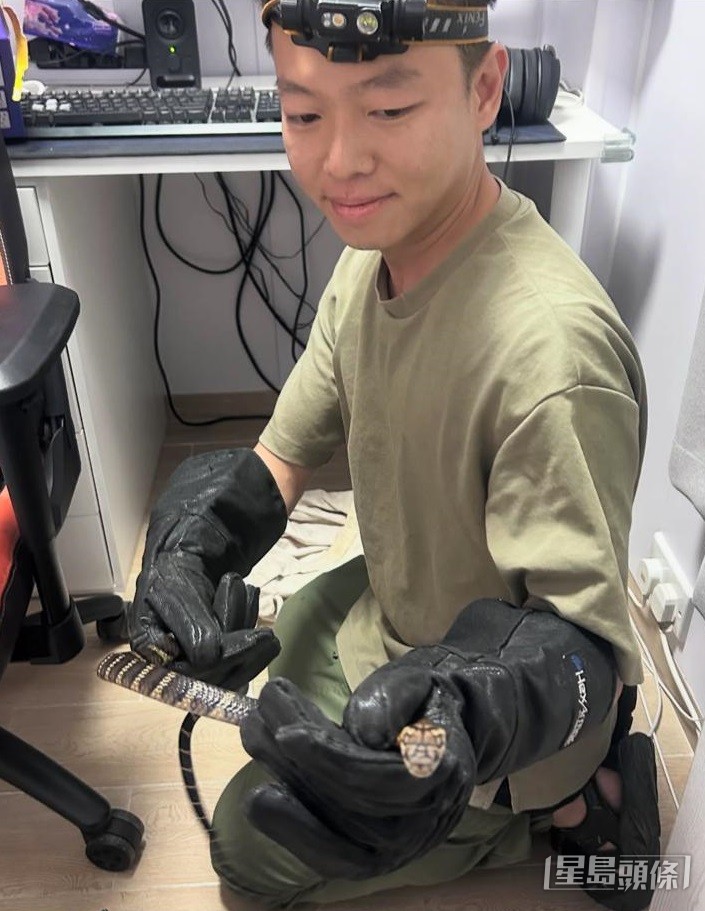 早前李詠豪活捉被住戶誤當電線的銳鏡蛇。 受訪者提供 早前李詠豪活捉被住戶誤當電線的銳鏡蛇。 受訪者提供