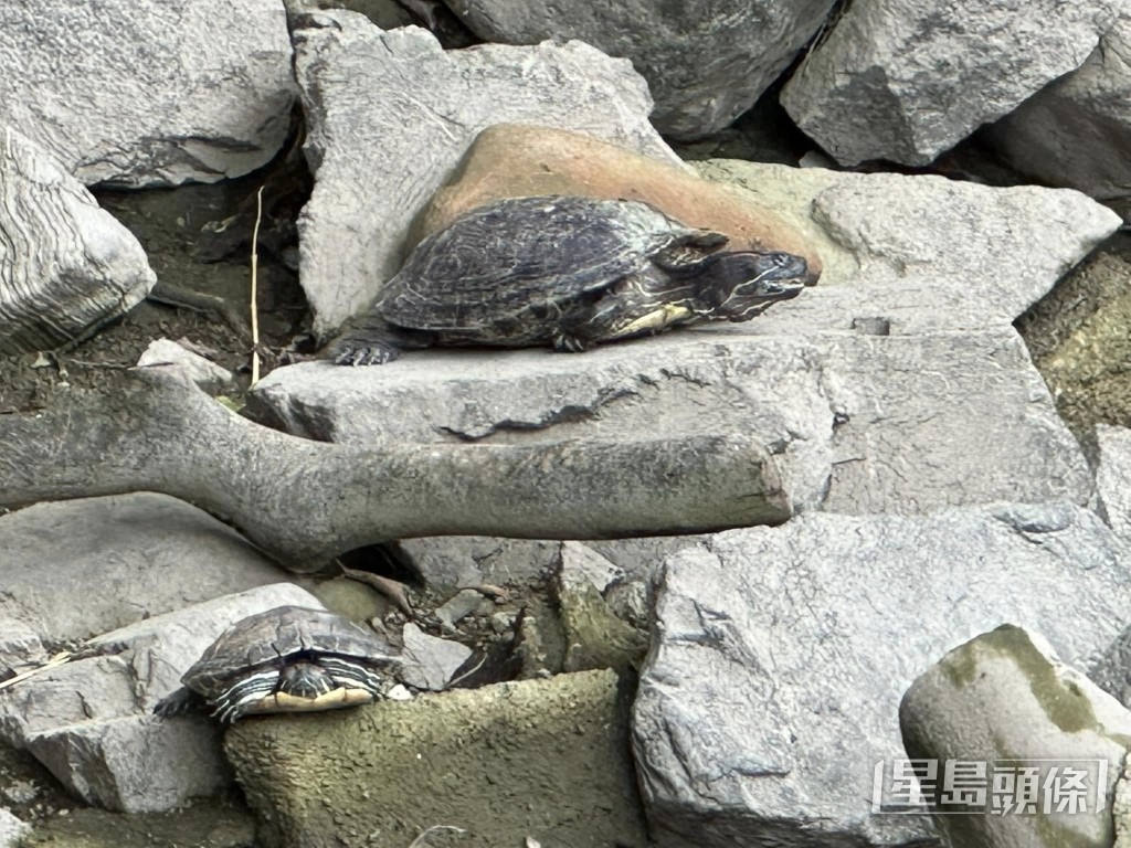 有龜隻缺水曝曬。fb龜途 The Turtle's Inn圖片