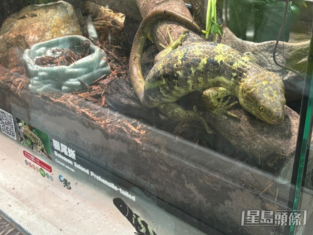 遊客可以近距離觀察爬行動物。