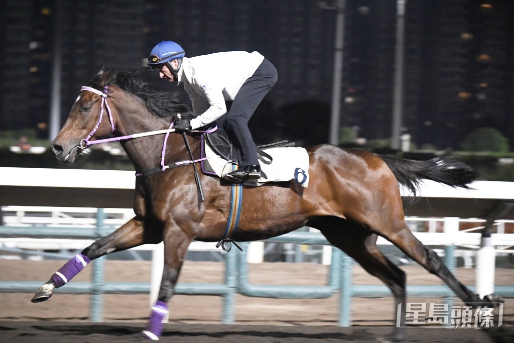 「醒目先駒」馬身壯碩力度充裕。