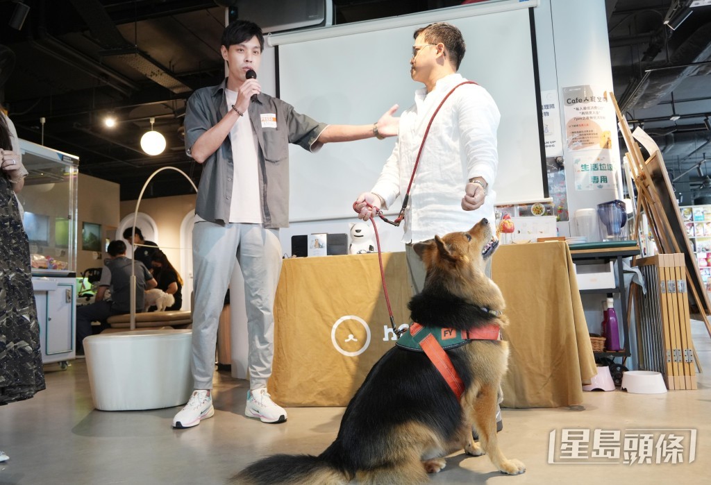 訓犬師文凱講解寵物面前被其他犬隻攻擊時,需要如何處理。 訓犬師文凱講解寵物面前被其他犬隻攻擊時,需要如何處理。
