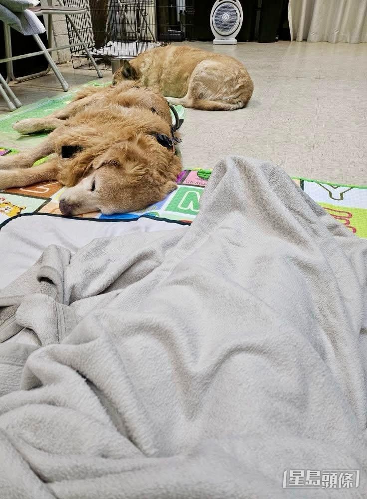 「老有所依動物村」在風暴前成功安置25隻病弱老狗，順利避災。 受訪者提供
