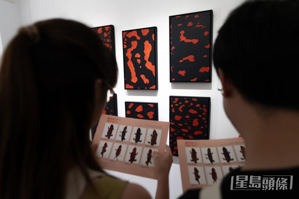 生態攝影師馮漢城曾舉辦展覽介紹香港瘰螈的「路殺」情況。