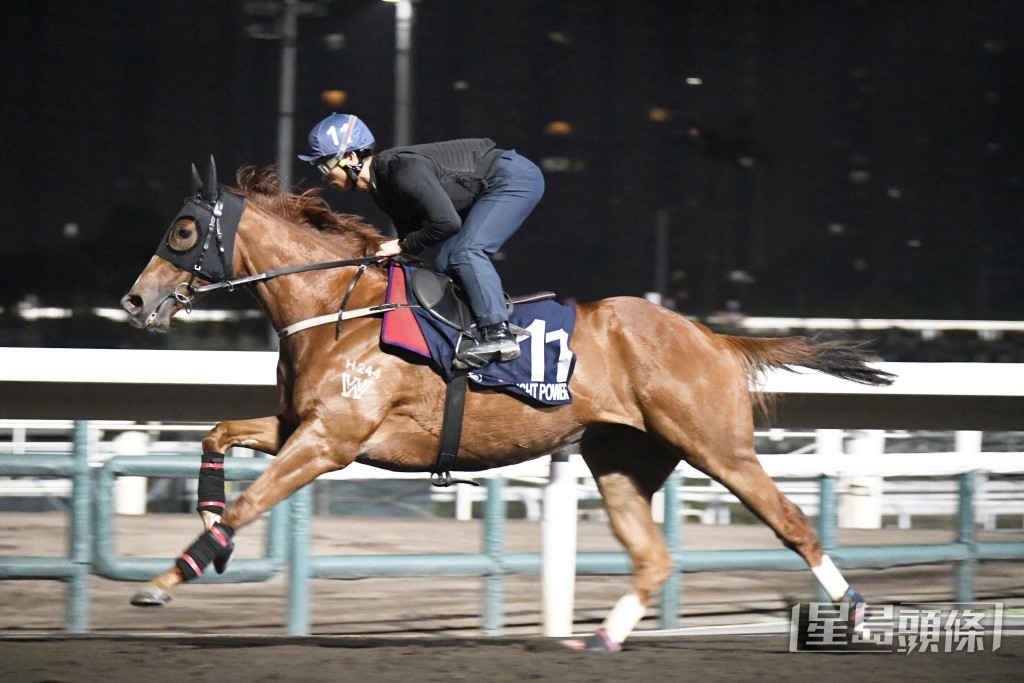 「陽光勇士」毛色悅目金光閃閃，狀態托弗。