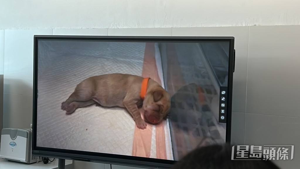 初生搜查犬BB是海關自行培植。 初生搜查犬BB是海關自行培植。