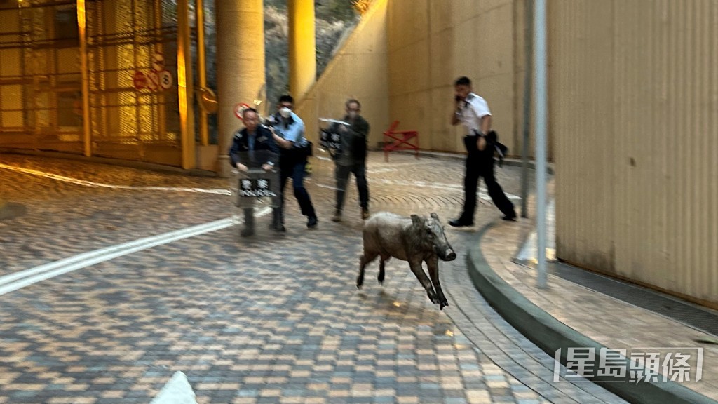 野豬較早時在烏溪沙一帶橫衝直撞。