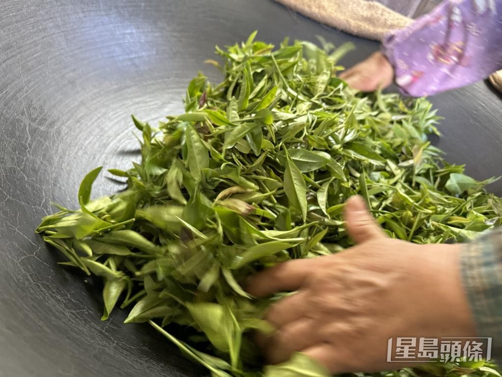 制茶需经历采茶、杀菁、揉捻及摊放等多重工序。 嘉道理农场提供