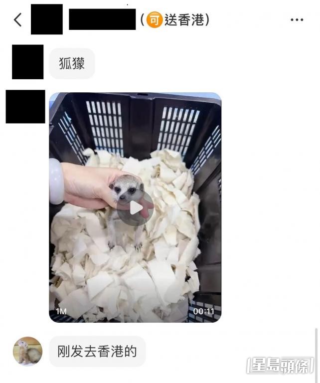 有內地博主自稱為「異寵主管」，聲稱可直銷狐獴及浣熊來港，並經常發放狐獴短片「吸客」。 受訪者提供