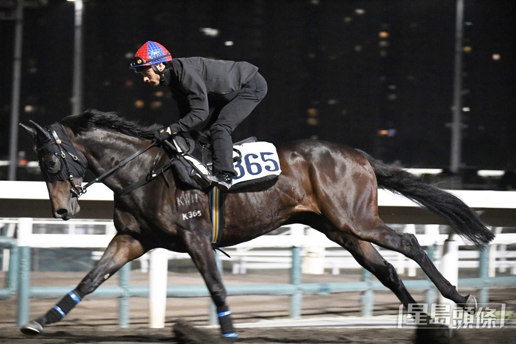 「千杯」神態專注火力俱備，馬身札實步挺輕巧。