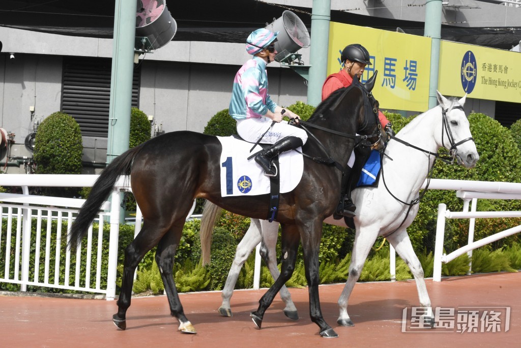 「智多多寶」上仗在田草二千米跑獲亞軍。