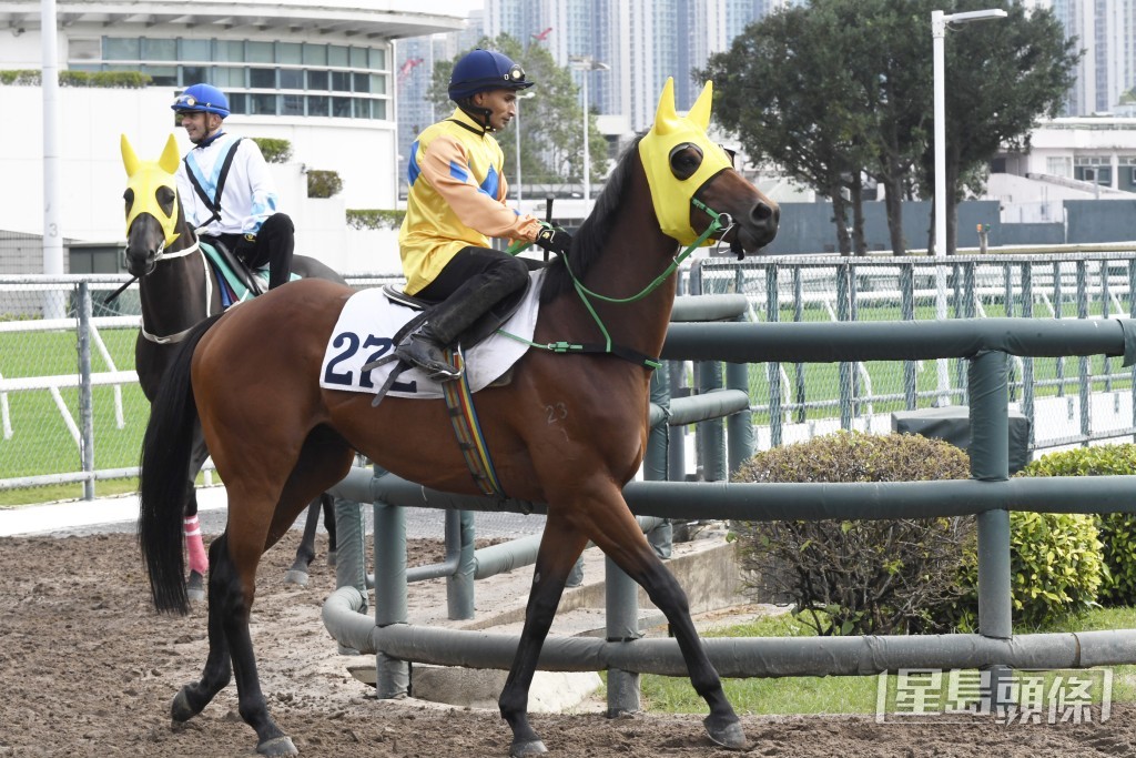 「金多囍」火气有增无减，不断进步极具好感。