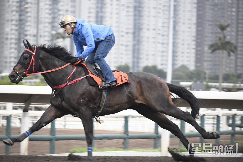 「馬運高」出步更輕更熟練，馬身現線條美。