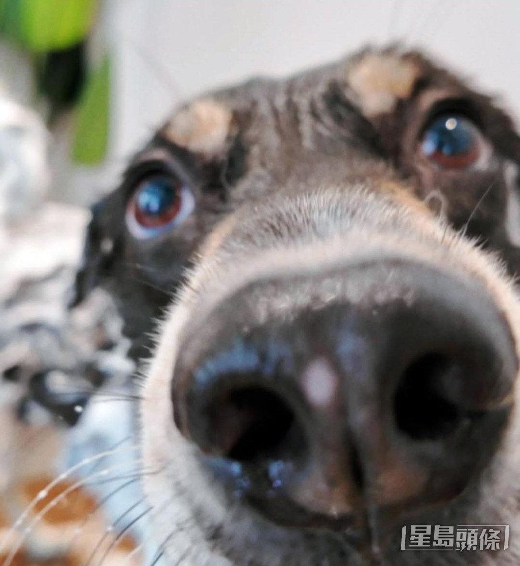常為愛犬影大特寫。 常為愛犬影大特寫。