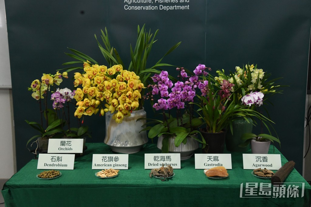 漁護署數據顯示,去年檢獲瀕危物種相關案件達590宗。 漁護署數據顯示,去年檢獲瀕危物種相關案件達590宗。