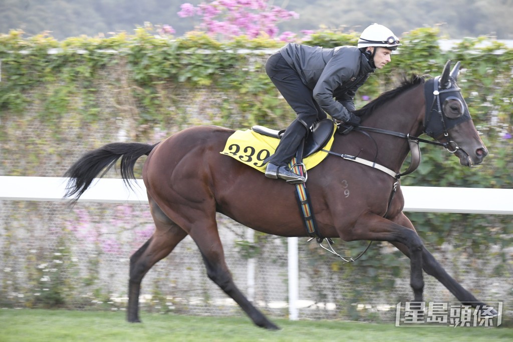 今朝「瀧澤飛駒」出試時桂福特跟出跟入。