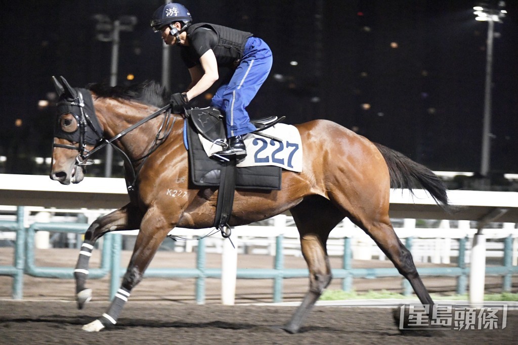 「顏色之皇」身壯健毛色有光澤，上佳水準長期呈勇。