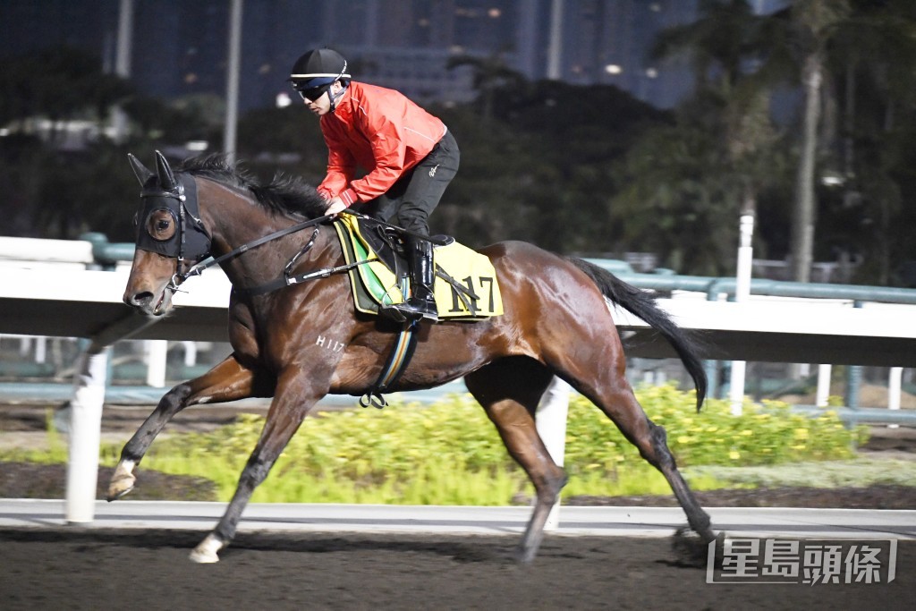 「飛鷹翱翔」全程擔高頭走好神氣，步順力雄火氣充裕。