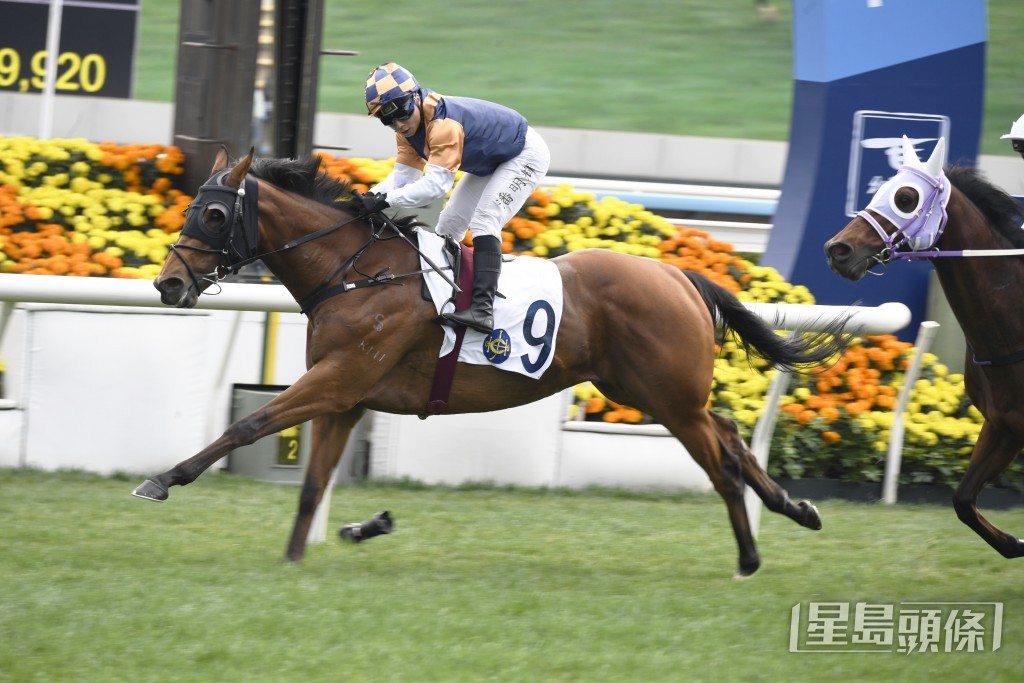 「盛势威枫」上仗跑千四米不敌近期连捷的「友莹亮」得亚军。