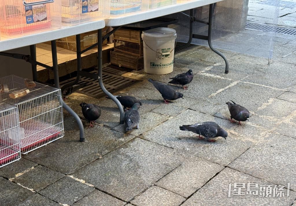 有「雀仔街」檔主希望政府興建鴿舍，並定期移走鴿蛋，控制野鴿數量。