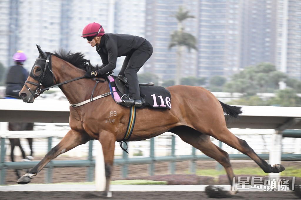 潘頓對「紅錢到」好重視，今朝六點到場立即出試。