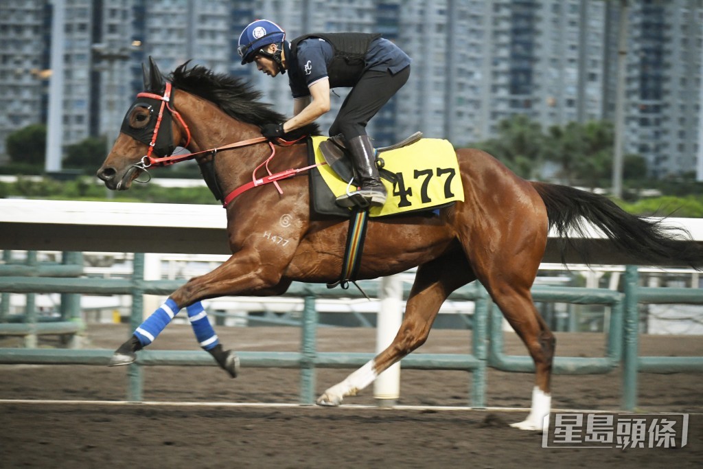 「誠好運」口勁完全收斂，細馬保持身壯唔瘦，落腳輕巧靈活，表現相當吸引。