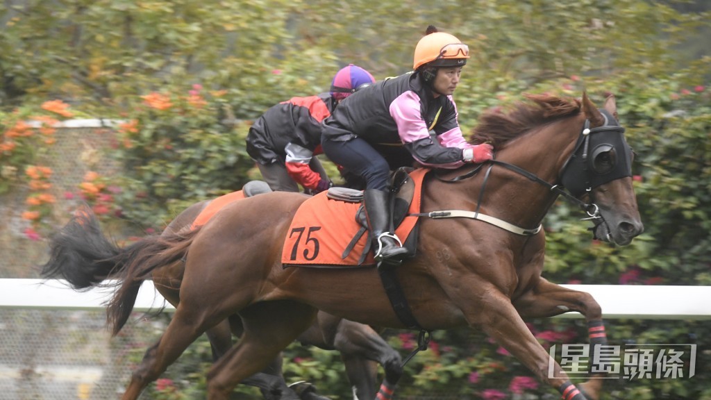 「飞马座」步履轻盈又够爽劲，充满朝气正值勇境。