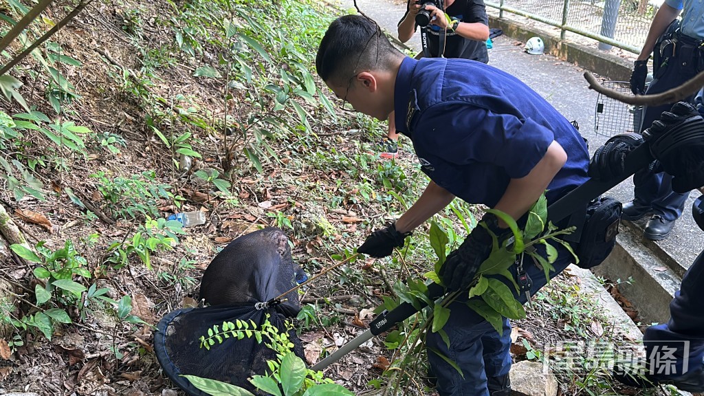 愛協人員用網袋載起。梁國峰攝 愛協人員用網袋載起。梁國峰攝