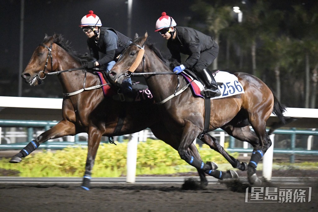 「皇龙飞将」今朝拍跳跃跃欲试好火好力。